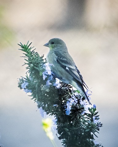 Lesser Goldfinch - James Kendall