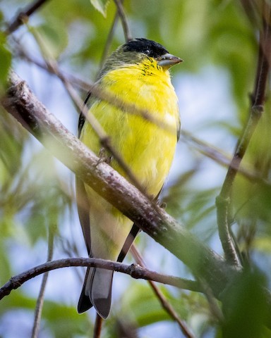 Lesser Goldfinch - James Kendall