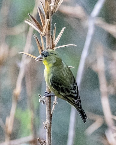 Lesser Goldfinch - James Kendall