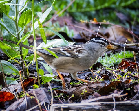 White-crowned Sparrow - James Kendall