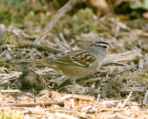 White-crowned Sparrow - James Kendall