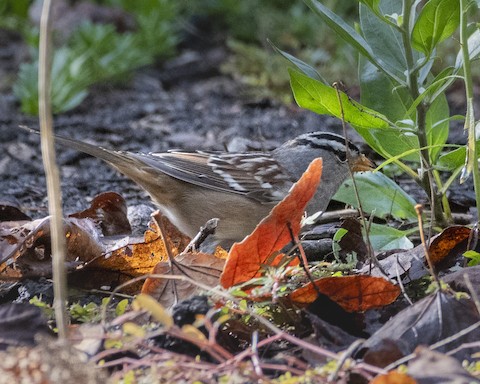 White-crowned Sparrow - James Kendall