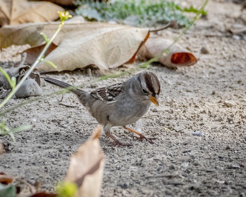 White-crowned Sparrow - James Kendall