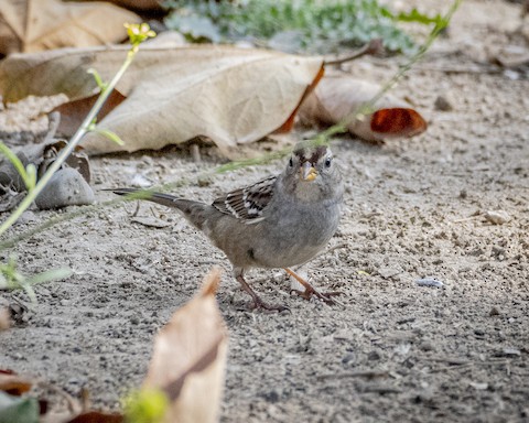 White-crowned Sparrow - James Kendall