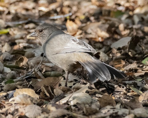 California Towhee - James Kendall