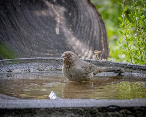 California Towhee - James Kendall