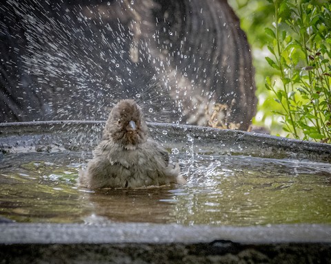 California Towhee - James Kendall