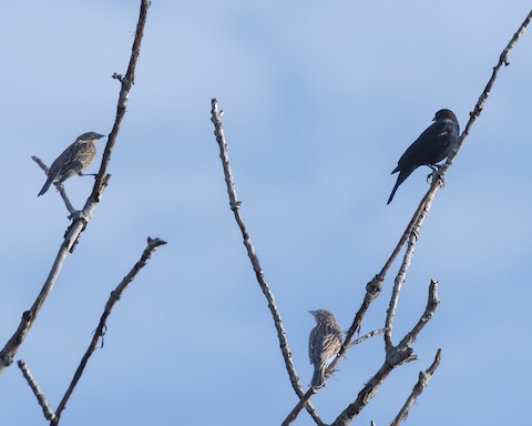 Red-winged Blackbird - James Kendall