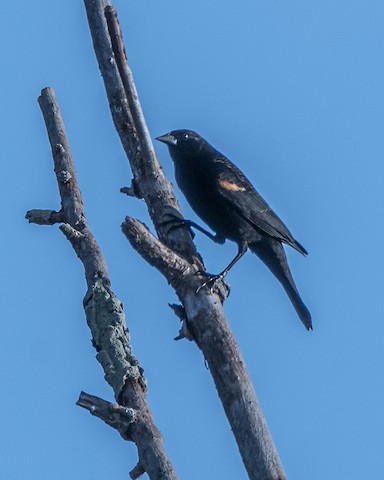 Red-winged Blackbird - James Kendall