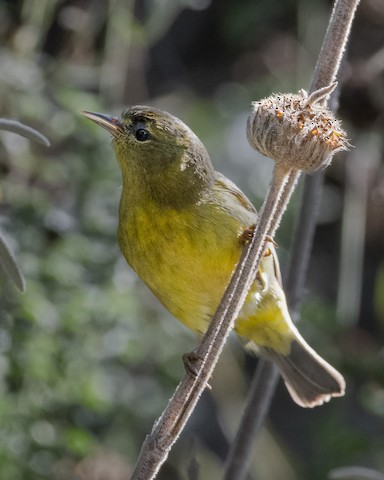 Orange-crowned Warbler - James Kendall