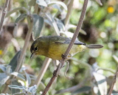 Orange-crowned Warbler - James Kendall