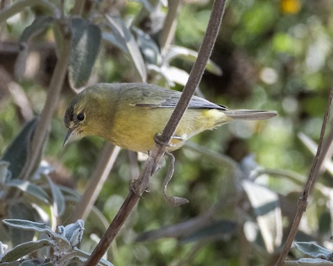 Orange-crowned Warbler - James Kendall