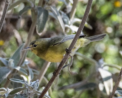 Orange-crowned Warbler - James Kendall