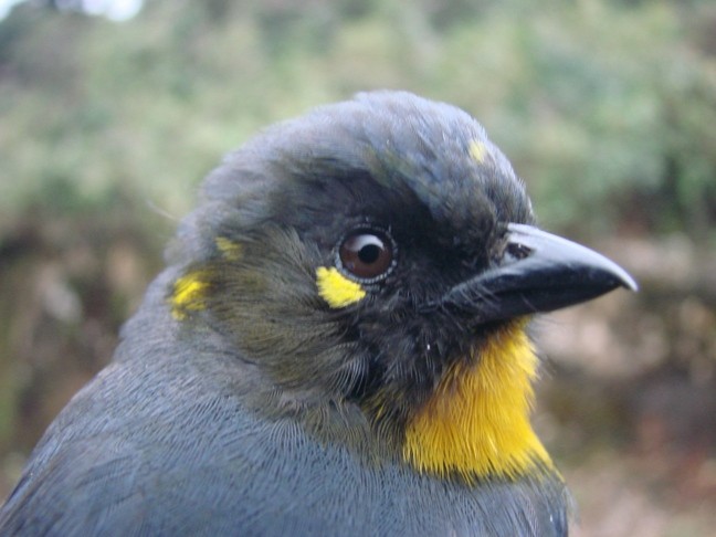 Lacrimose Mountain Tanager - Javier Barrio
