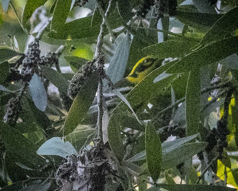 Townsend's Warbler - James Kendall