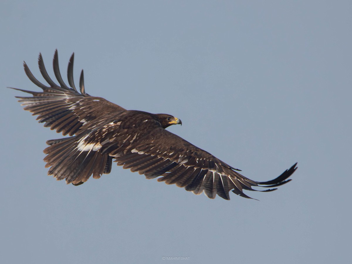 Greater Spotted Eagle - ML610457987