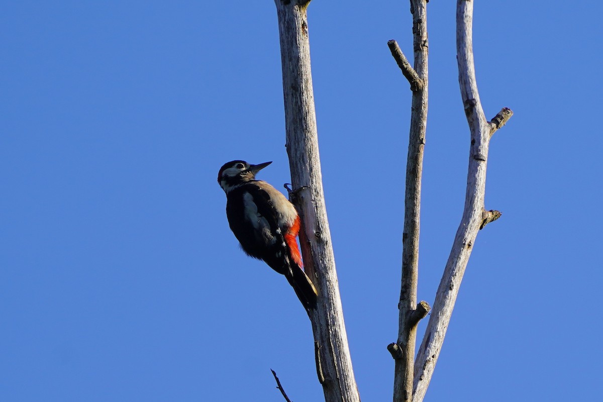Great Spotted Woodpecker - ML610458586