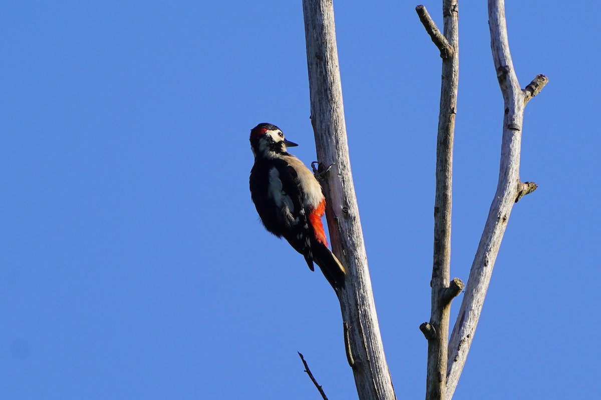 Great Spotted Woodpecker - ML610458587