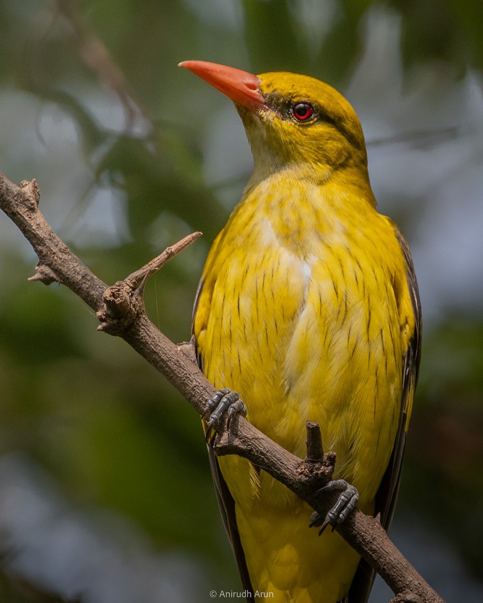 Indian Golden Oriole - ML610458788