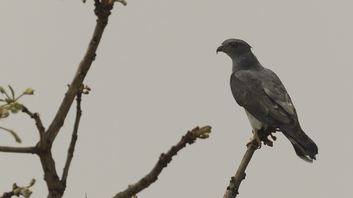 African Cuckoo-Hawk - Robert Tizard
