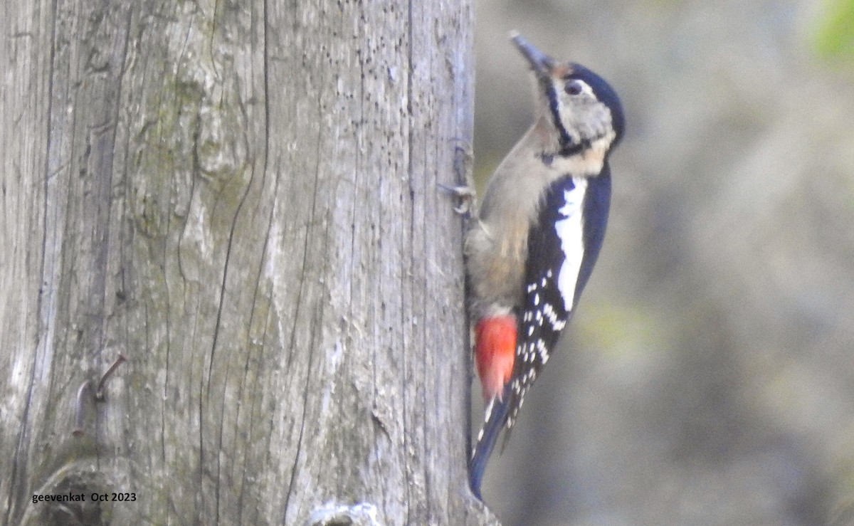 Himalayan Woodpecker - ML610459415