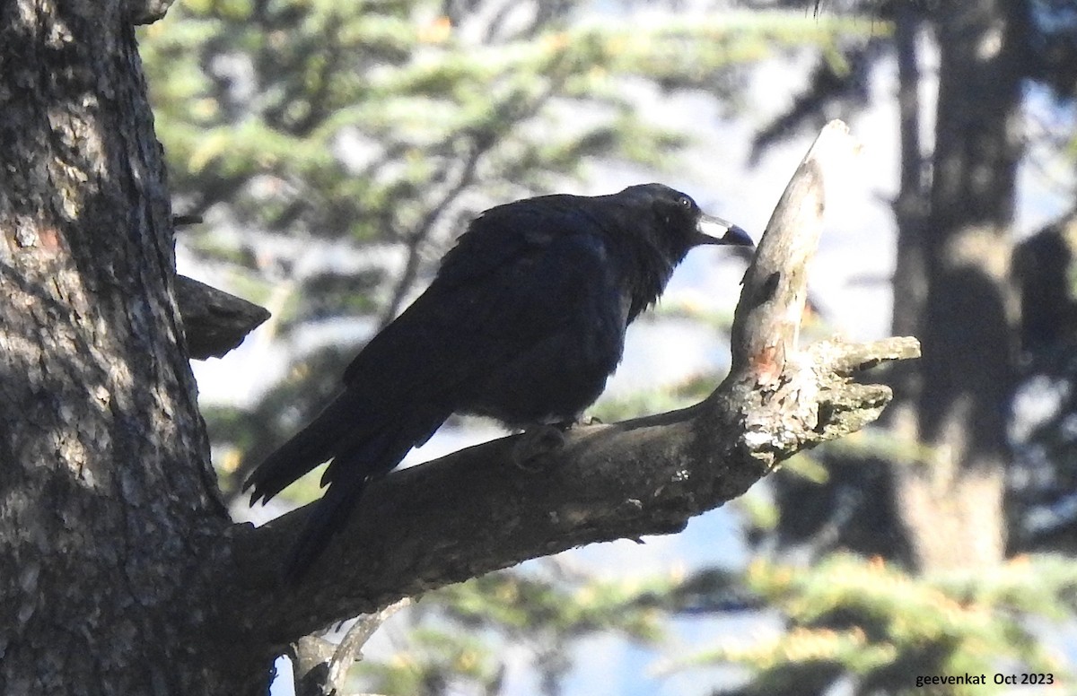 Large-billed Crow - ML610459419