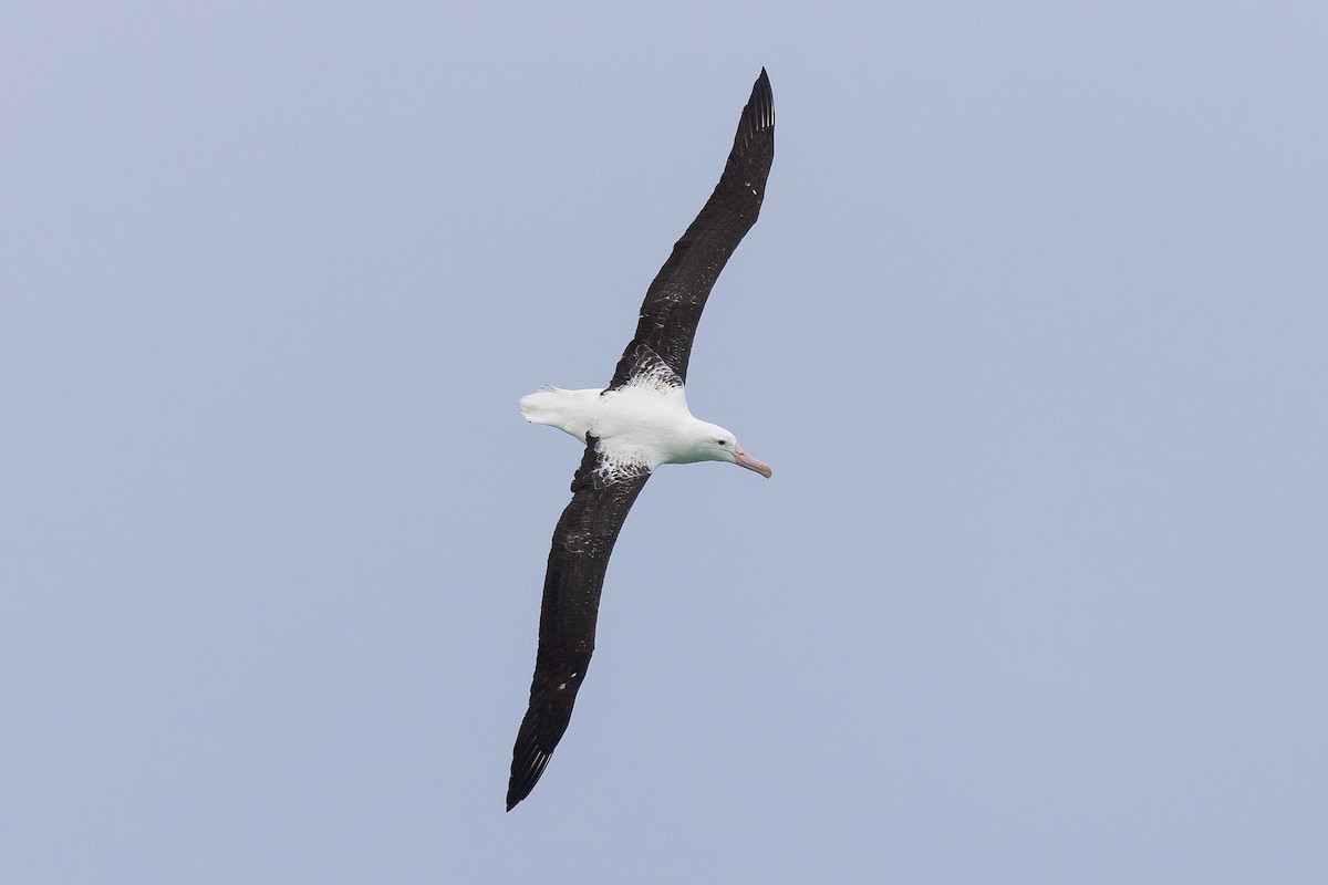 Northern Royal Albatross - Aaron Skelton