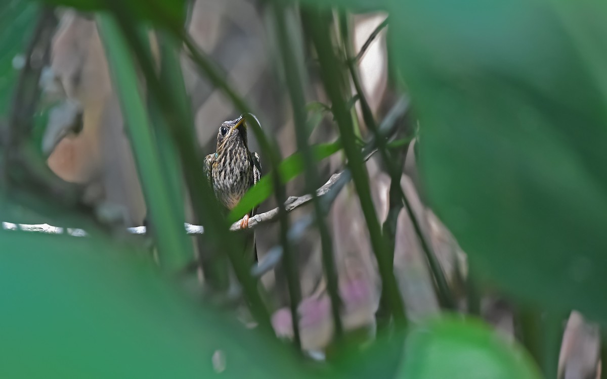 kolibřík rusoocasý - ML610459924