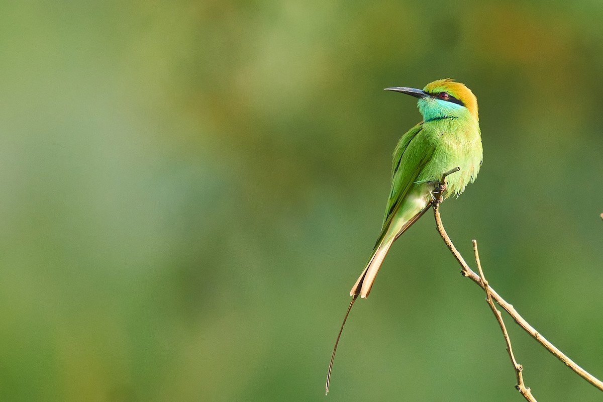 Asian Green Bee-eater - ML610460126