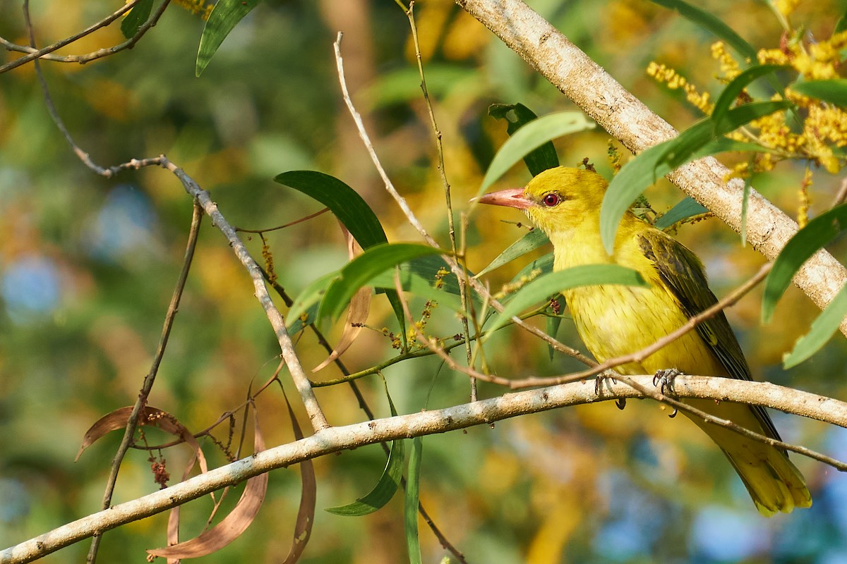 Indian Golden Oriole - ML610460132