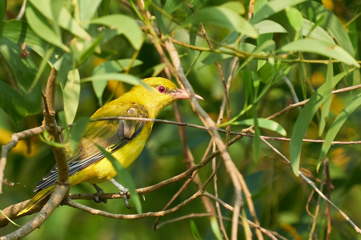 Indian Golden Oriole - ML610460133