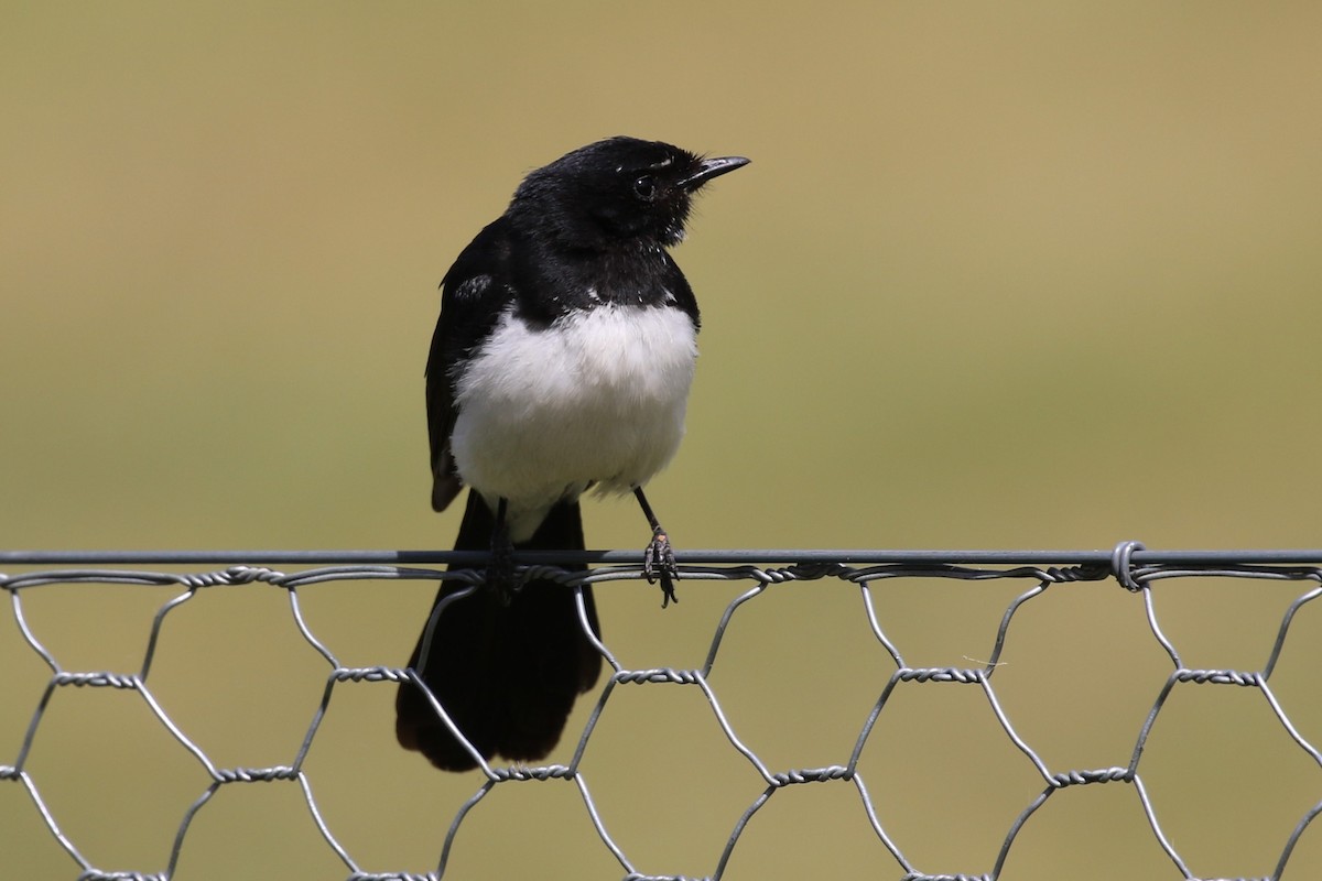 Willie-wagtail - ML610460177