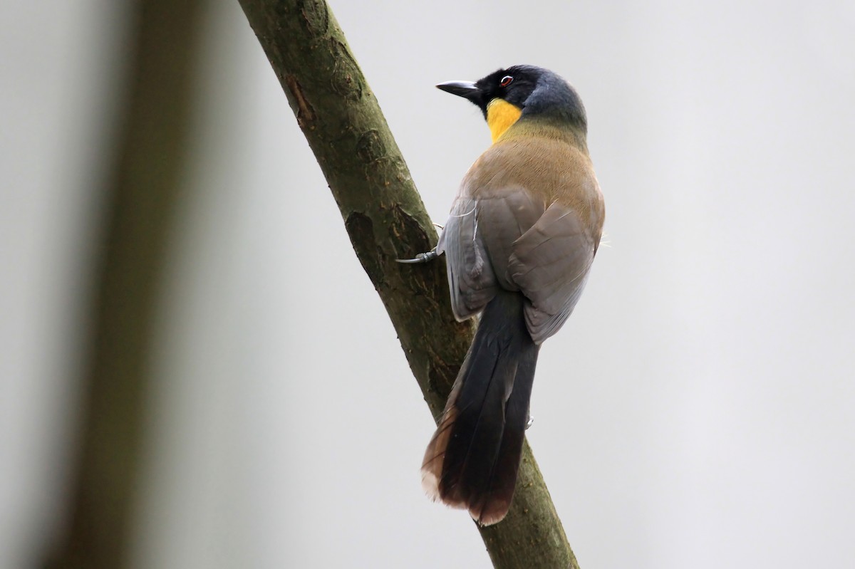 Blue-crowned Laughingthrush - Phillip Edwards
