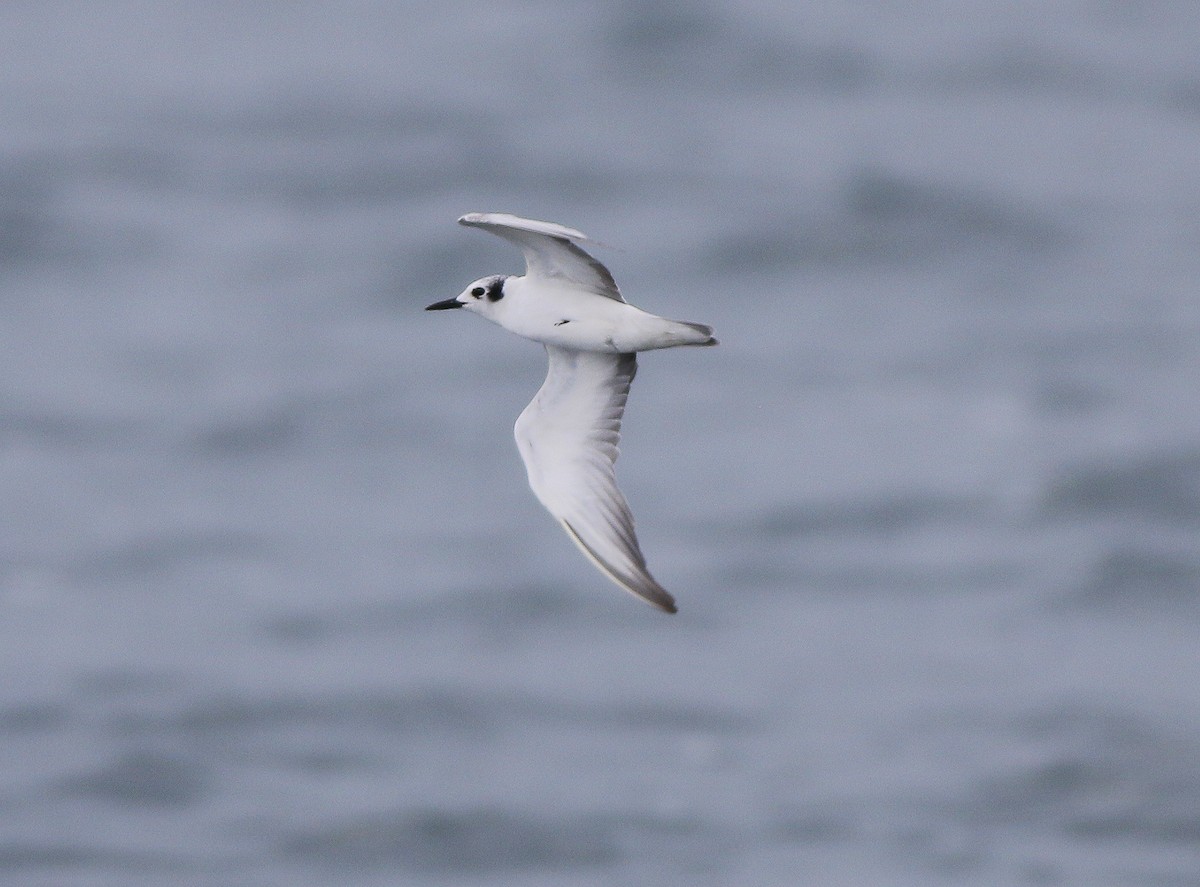 White-winged Tern - ML610460572