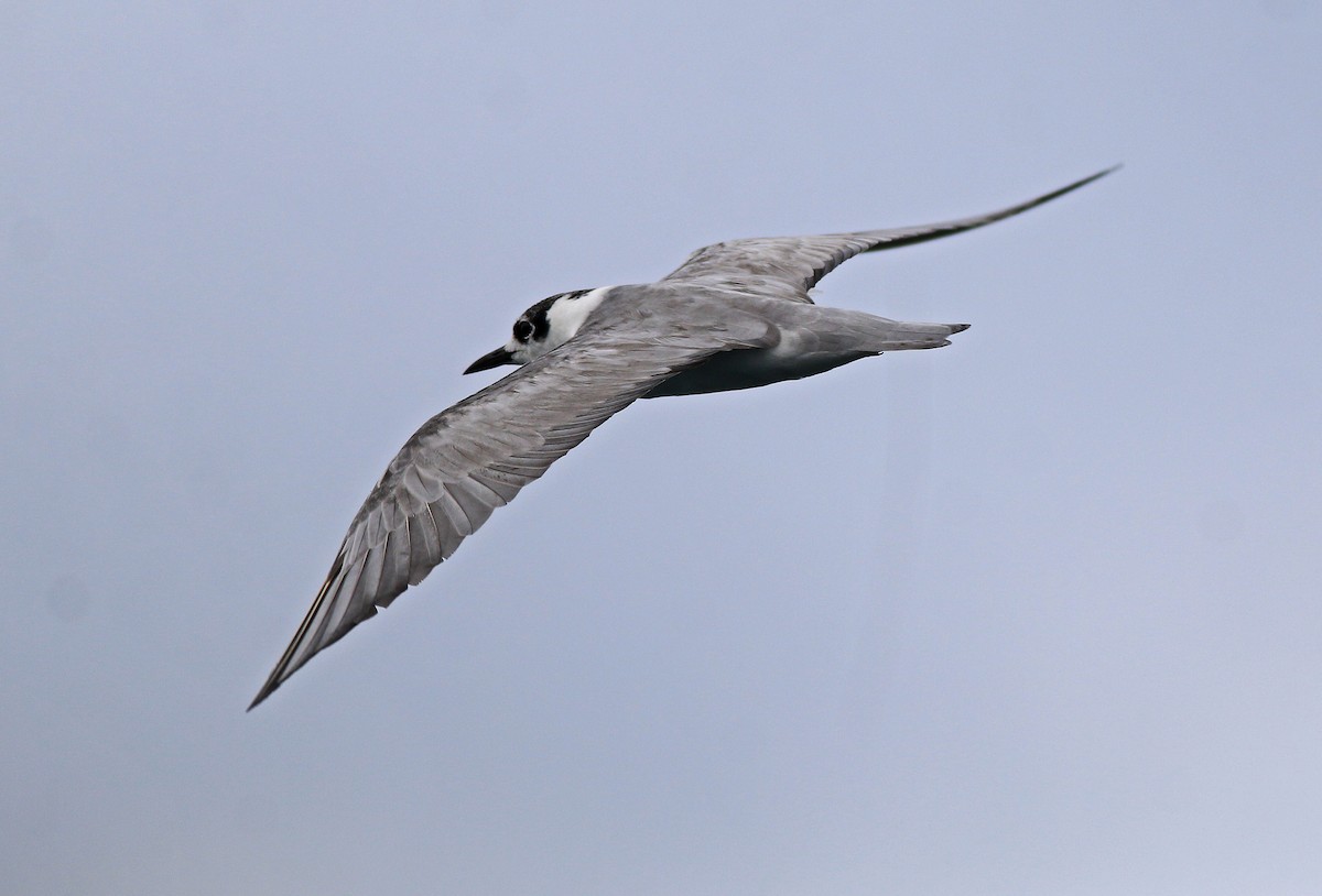 White-winged Tern - ML610460573
