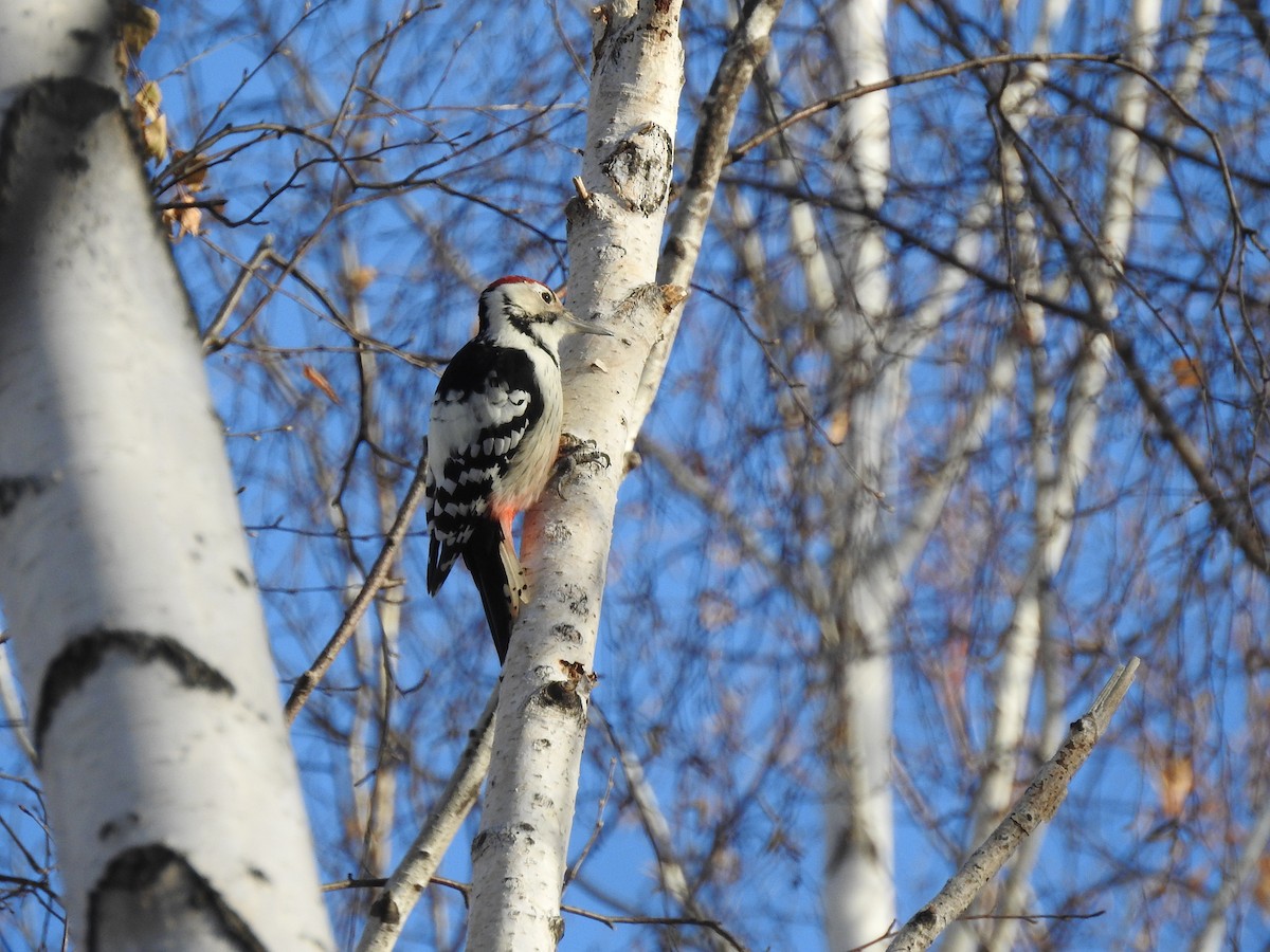 White-backed Woodpecker - ML610460637