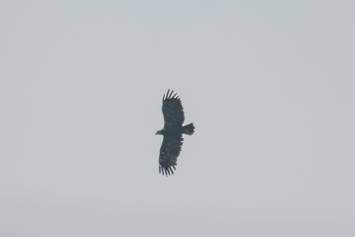 Greater Spotted Eagle - ML610460931