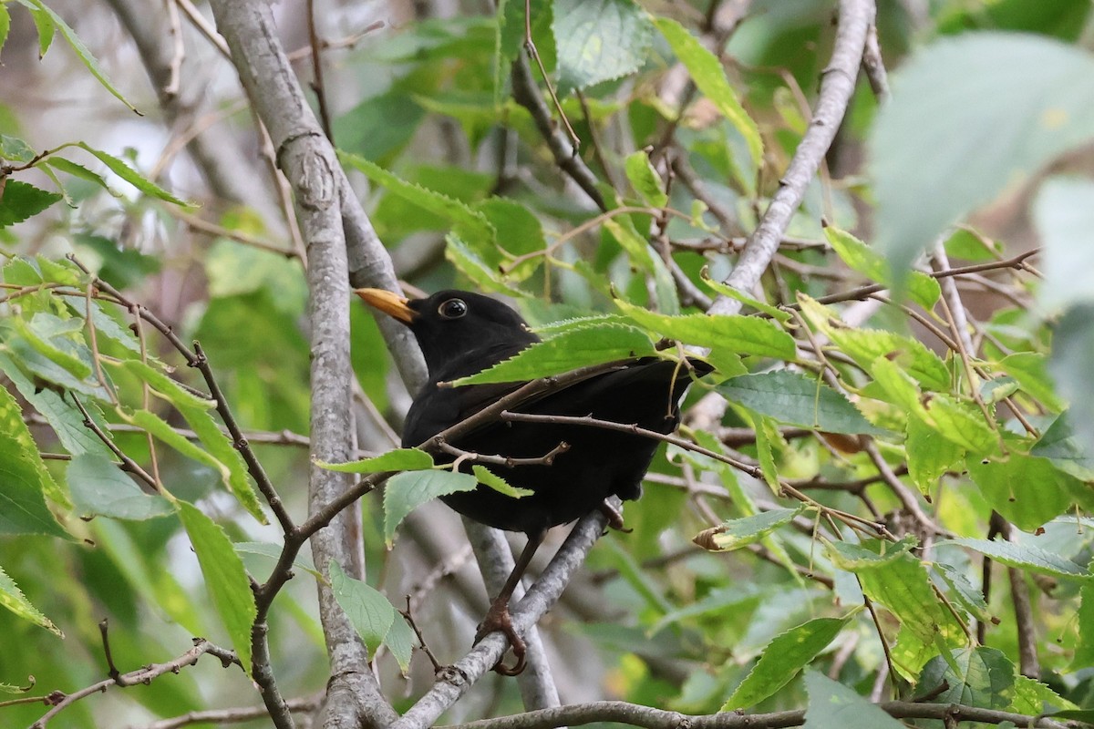 Eurasian Blackbird - ML610461652