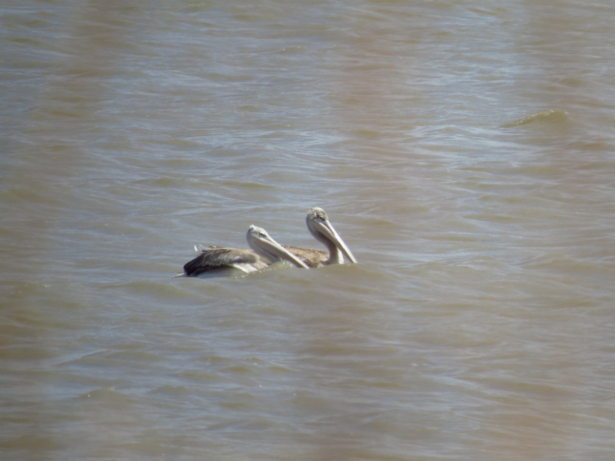 Pink-backed Pelican - ML610461819