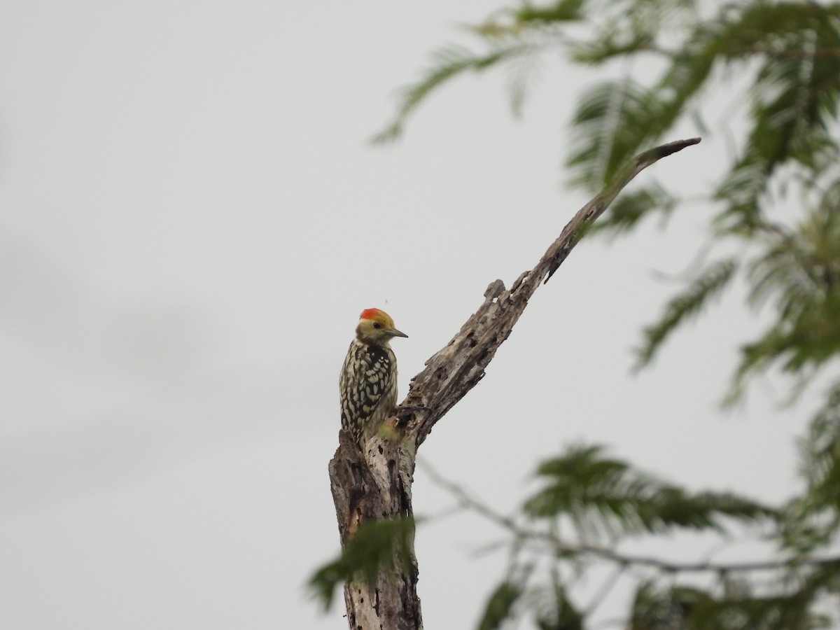 Yellow-crowned Woodpecker - Gaurav Singh
