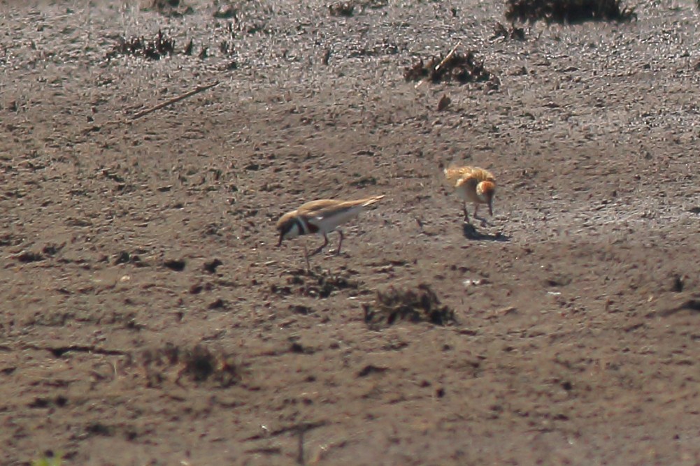 Double-banded Plover - ML610462346