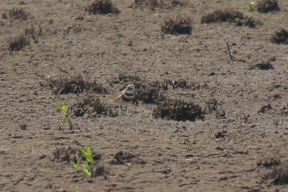 Double-banded Plover - ML610462348