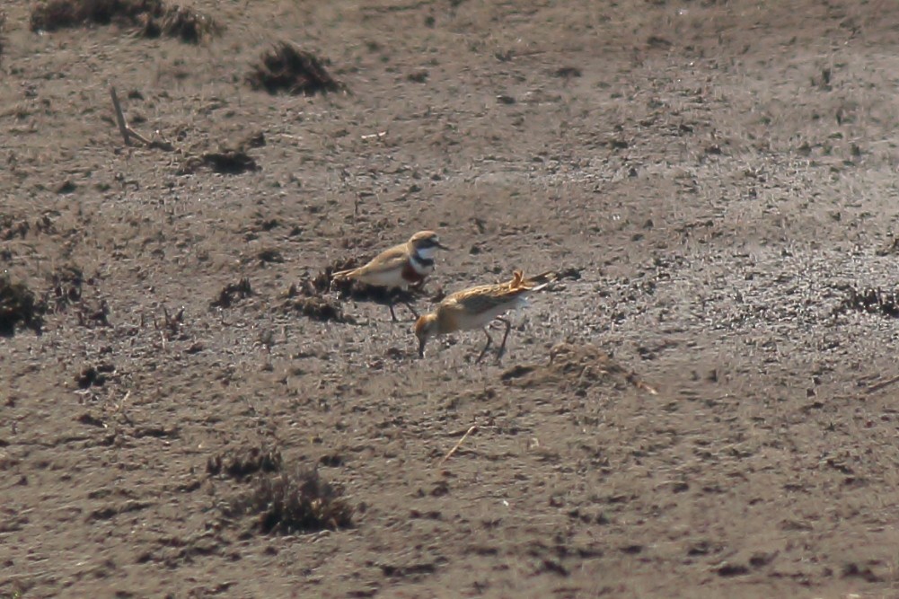 Double-banded Plover - ML610462349