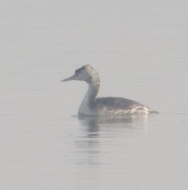 Great Crested Grebe - ML610462606
