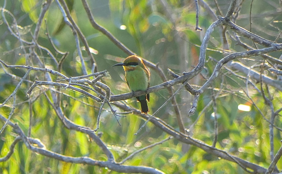 Rainbow Bee-eater - ML610463156