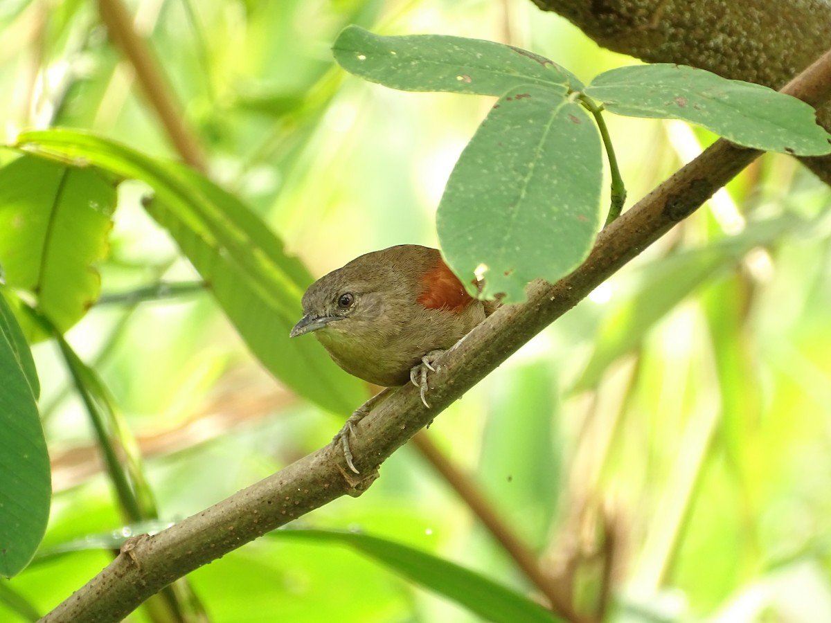Plain-crowned Spinetail - ML610463622