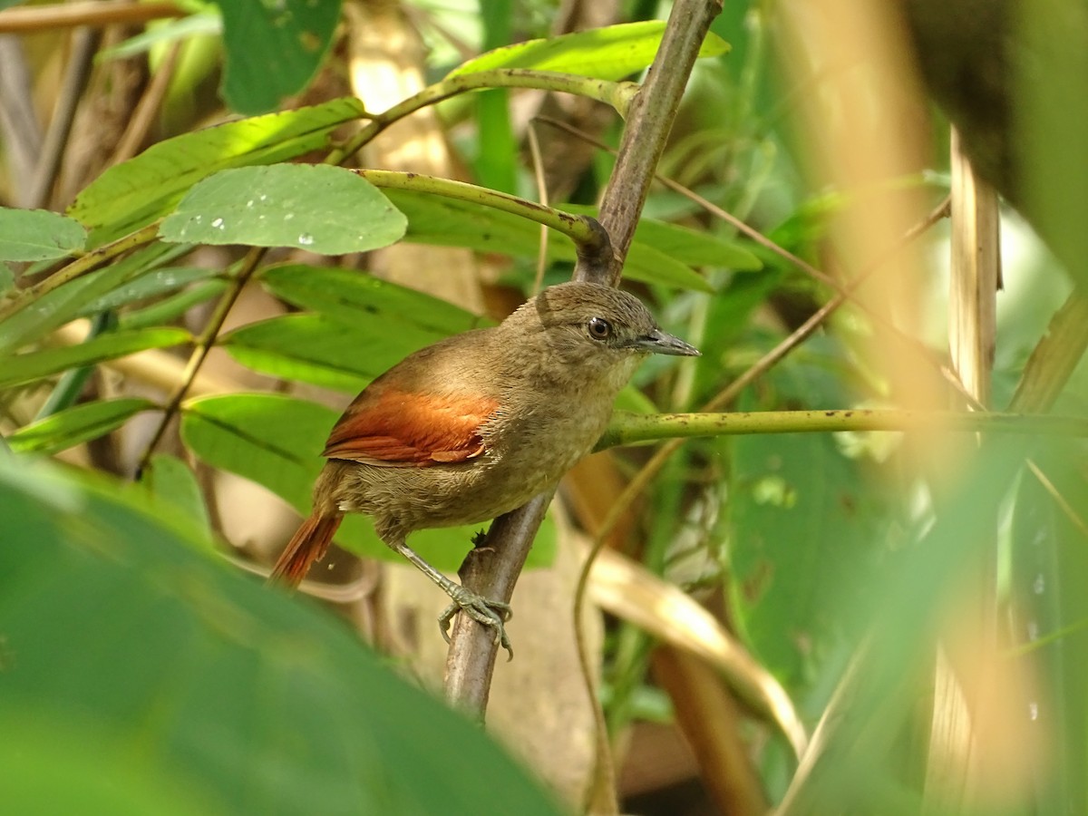 Plain-crowned Spinetail - ML610463623
