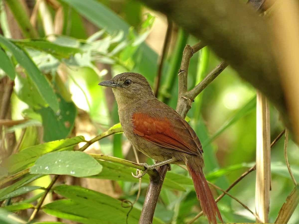 Plain-crowned Spinetail - ML610463624