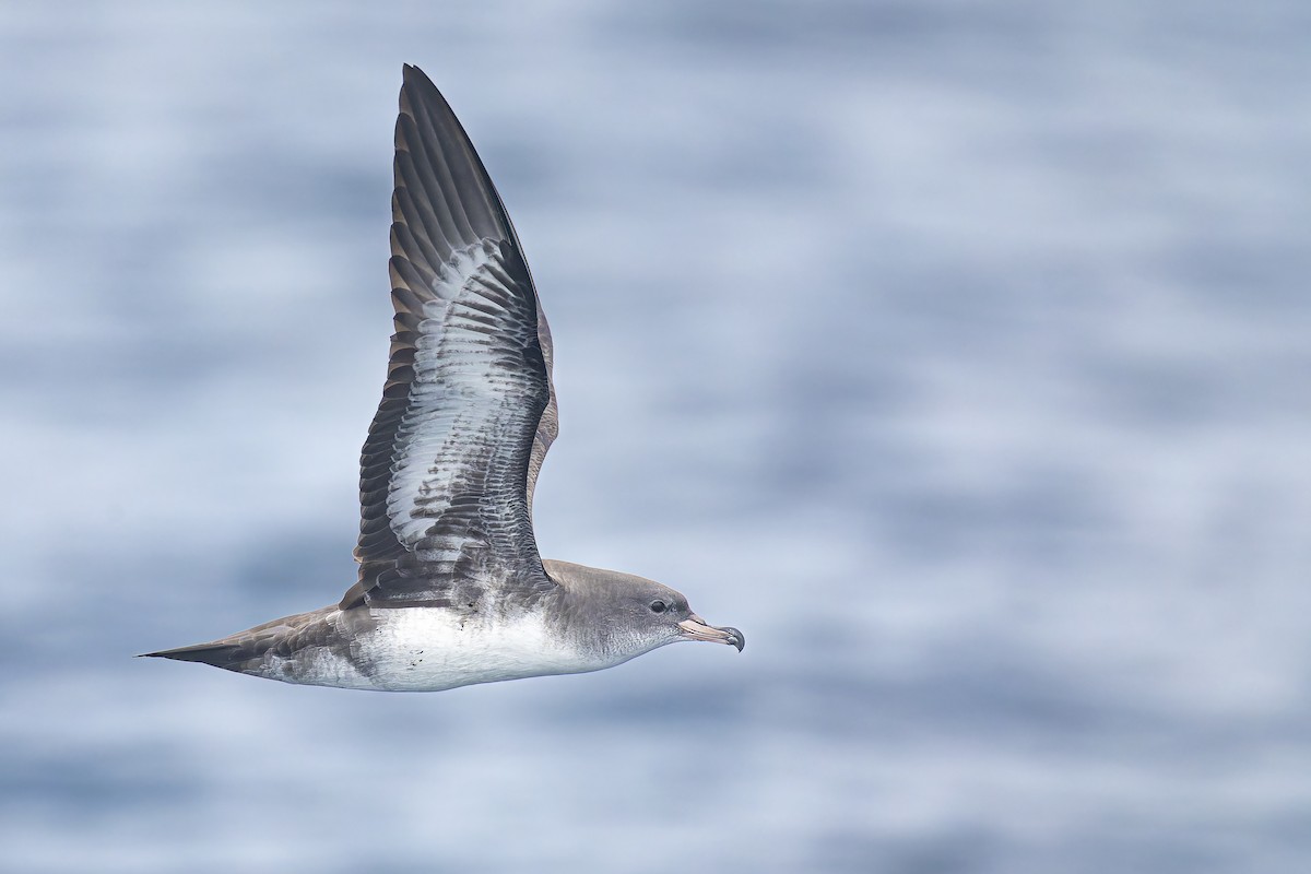 Pink-footed Shearwater - ML610463686