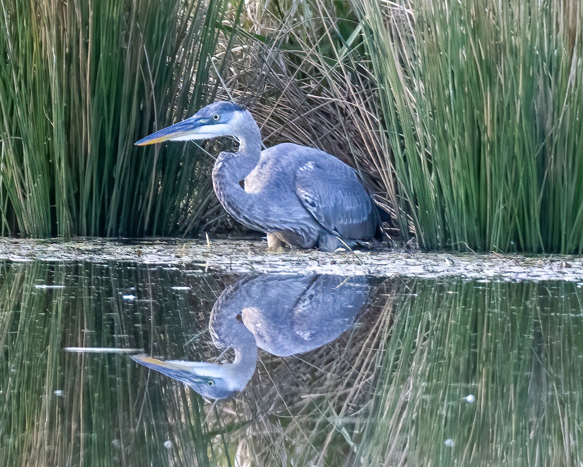 Ebird Checklist Oct Binghamton University Nature Preserve Species